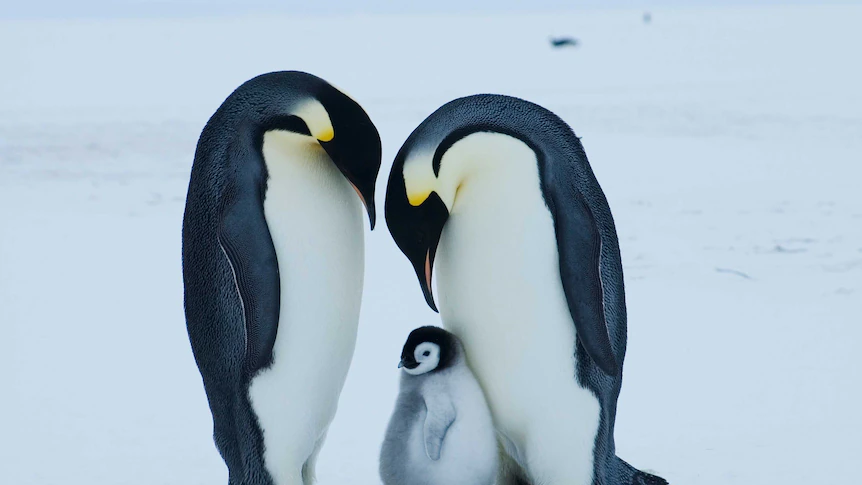 Emperor penguin at critical risk of extinction attributable to climate change