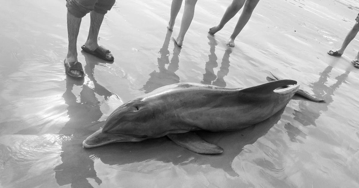 Rewards {offered|provided|supplied} after dolphin ‘harassed to {death|demise|dying|loss of life}’ on Texas {beach|seashore|seaside}, {another|one other} impaled in Florida